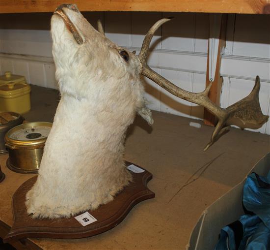 Taxidermic stags head(-)